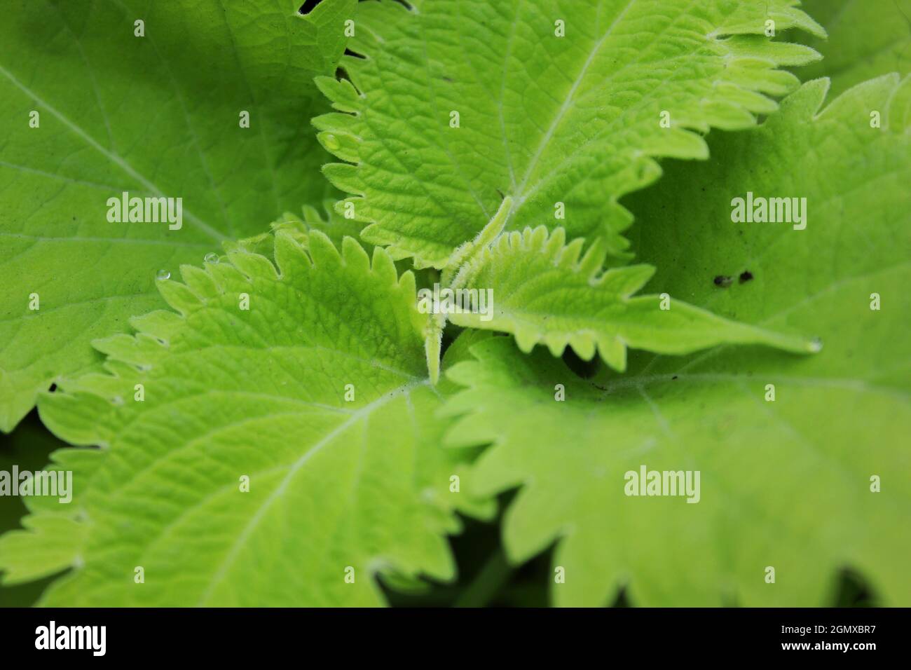 Verde brillante pianta coleus che cresce nel soleggiato giardino estivo. Foto Stock