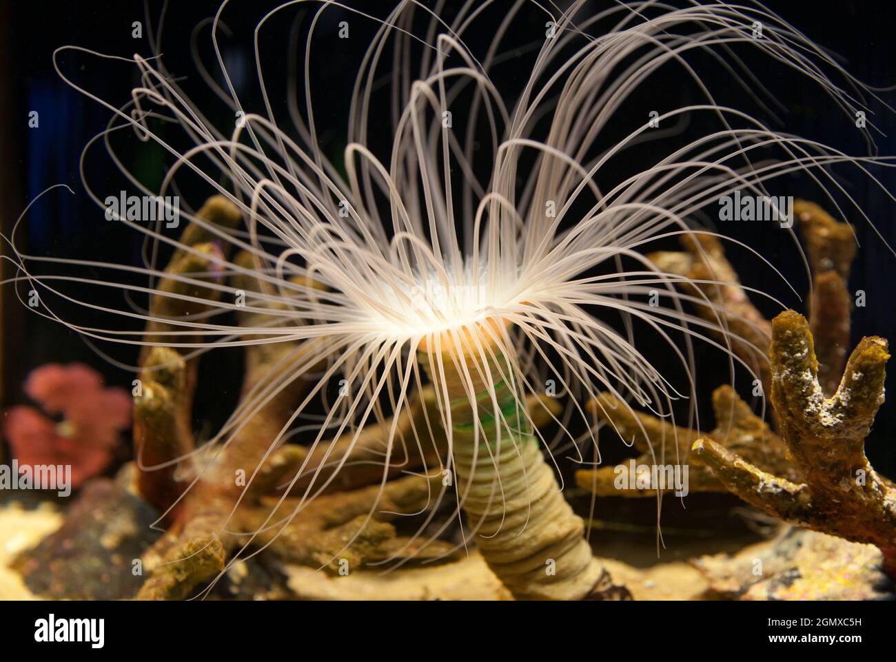 Cerianthus è un genere di anemoni che abitano il tubo e che si trovano in tutto il mondo. Sono predatori versatili, scavenger e onnivori che vivono semi sepolti e sono Foto Stock