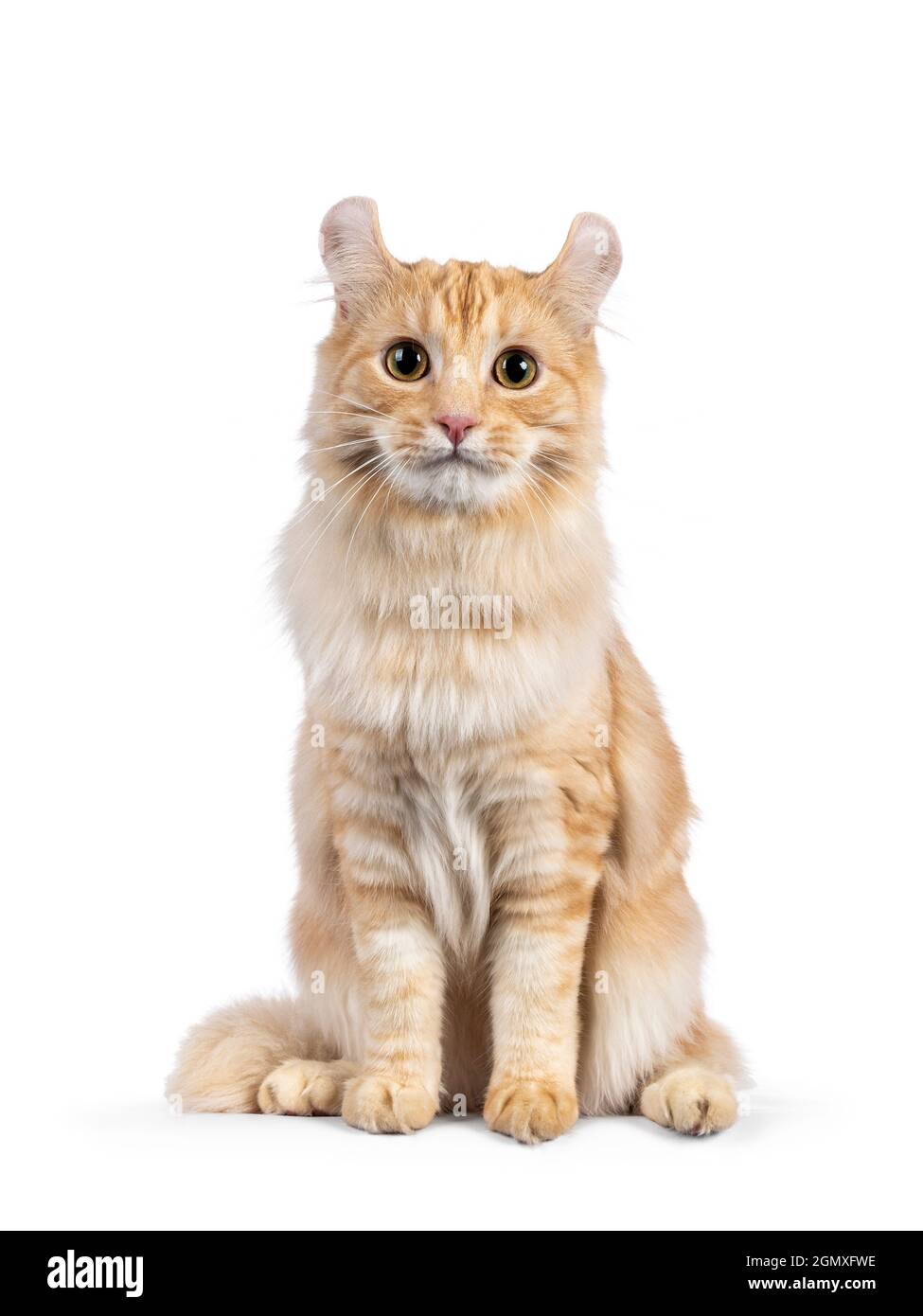 Bel giovane adulto americano Curl Longhair gatto, seduto di fronte. Guardando direttamente nell'obiettivo. Isolato su sfondo bianco. Foto Stock