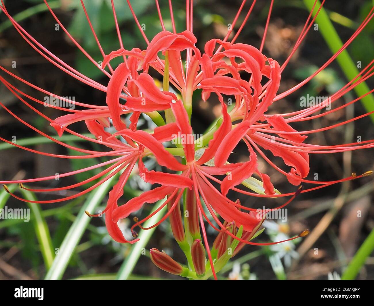 Primo piano di Red Spider Lily Foto Stock