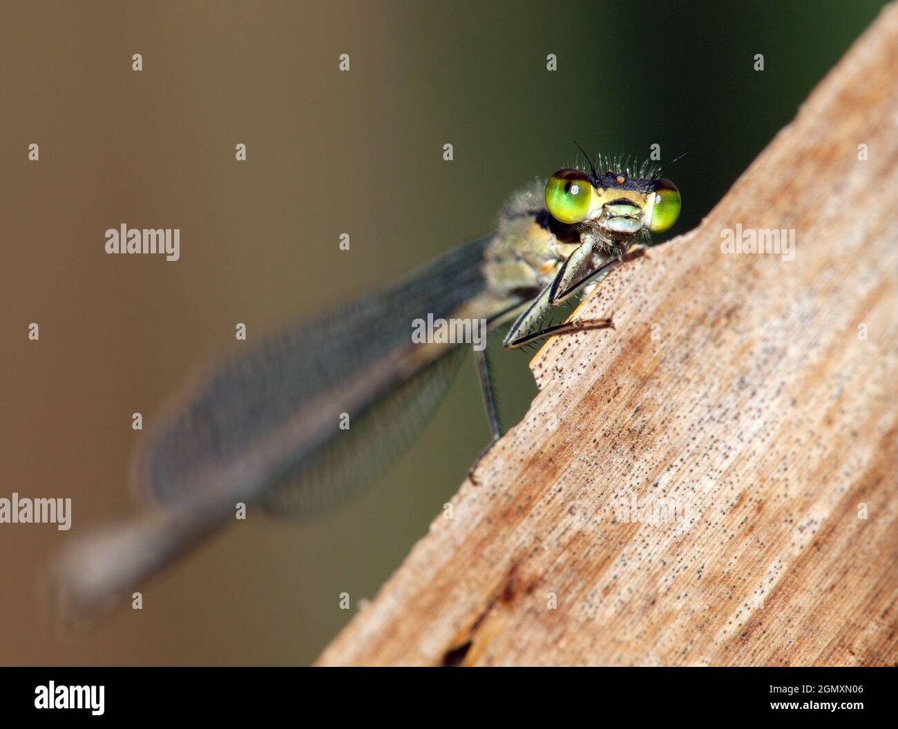 Dragonfly con occhi verdi su sfondo marrone, bellissimo insetto Foto Stock