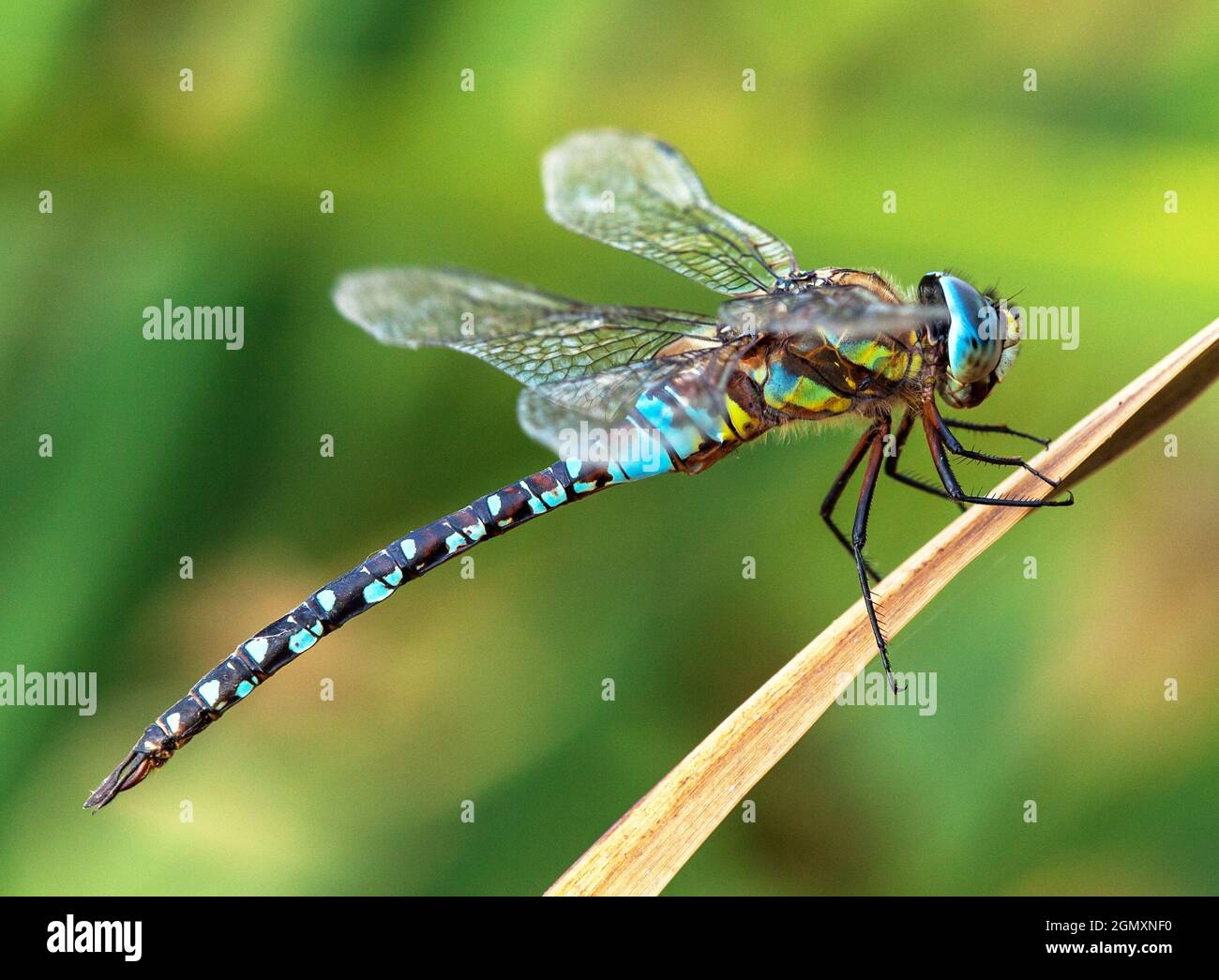 Dragonfly blu e verde colorato su erba su sfondo verde bella insetto animale Foto Stock