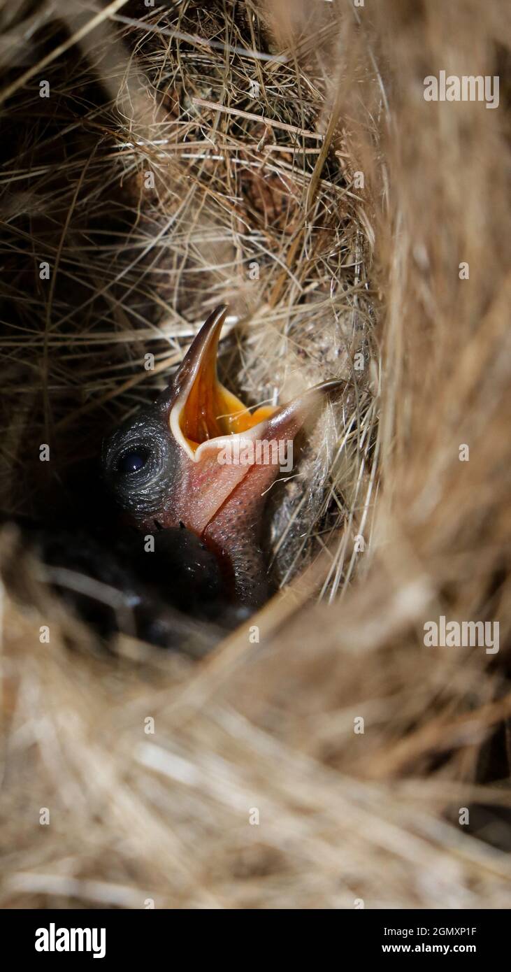 primo piano di foto di un bambino carino pulcino di un uccello del sole di rame che piange per il cibo dall'interno del suo piccolo nido intrecciato appeso durante un pomeriggio Foto Stock