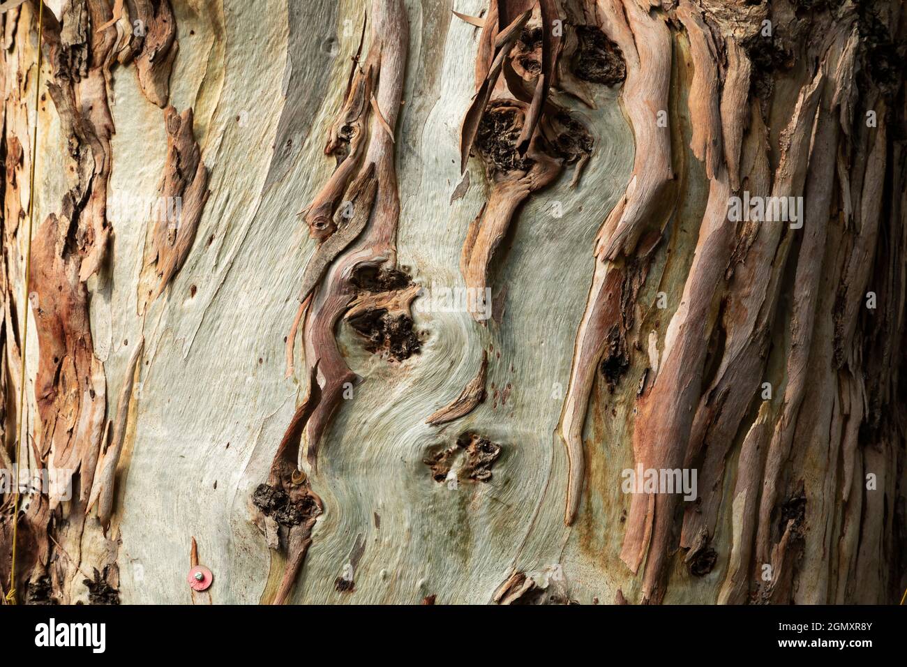 Sfondo testurizzato di un tronco di albero della specie, globulo di eucalipto, o gomma blu meridionale, in autunno, endemico a sud-est Australia Foto Stock