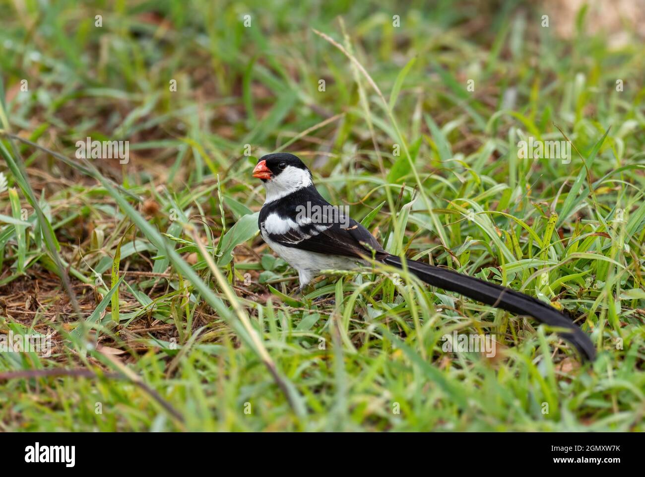 Whydah con coda di spillo - Vidua macroura, bellissimo piccolo uccello arrocco a coda lunga proveniente da cespugli africani e boschi, cascate di Murchison, Uganda. Foto Stock