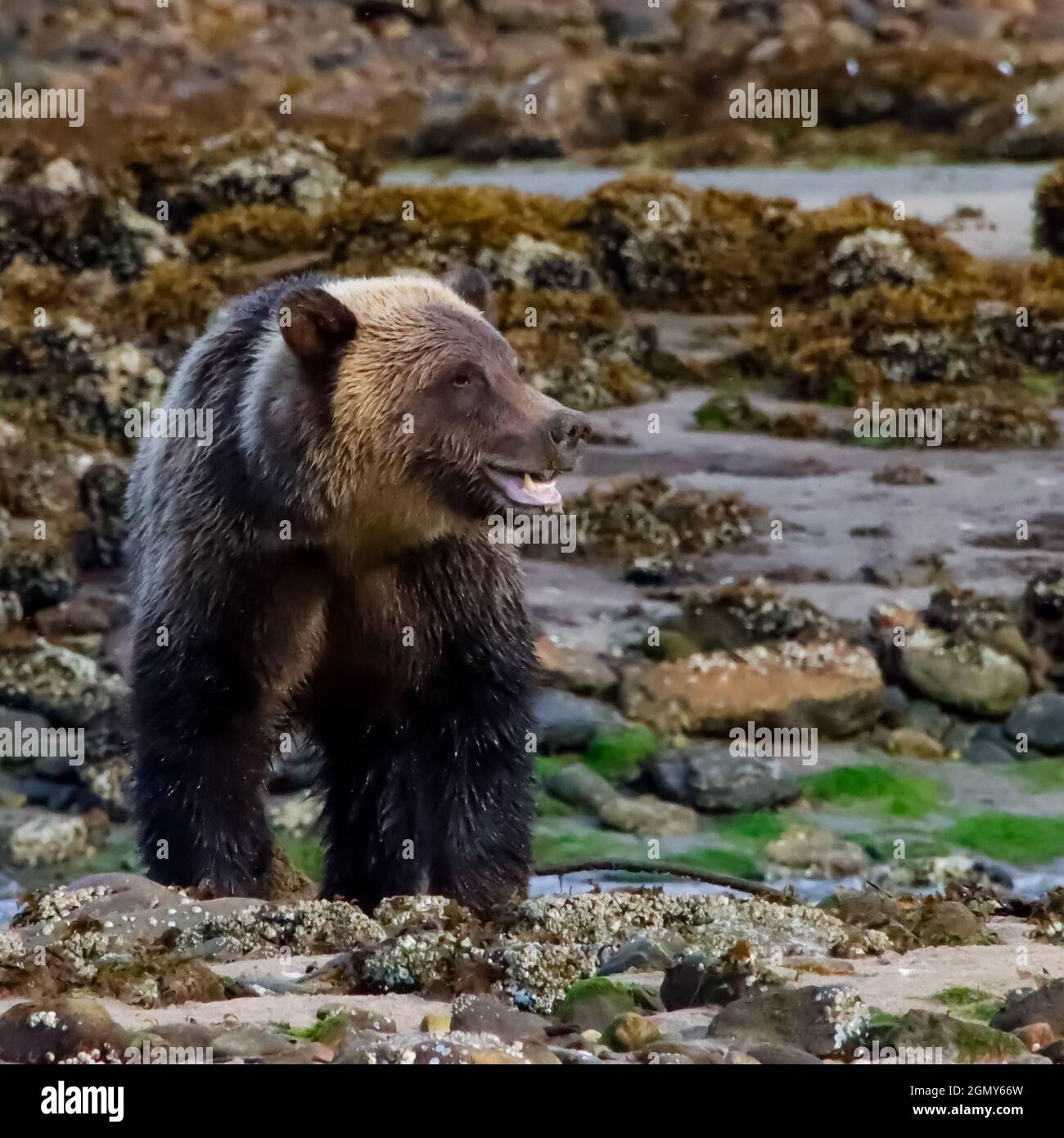 Vista ravvicinata di un orso grizzly accanto ad un torrente. Foto Stock