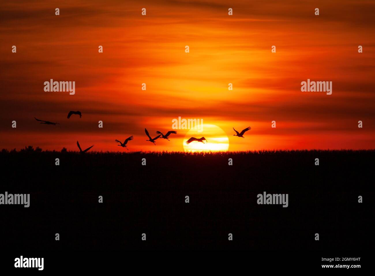Il gregge di gru vola al tramonto, attraversando il quadrante del sole nel Parco Nazionale di Biebrza Foto Stock