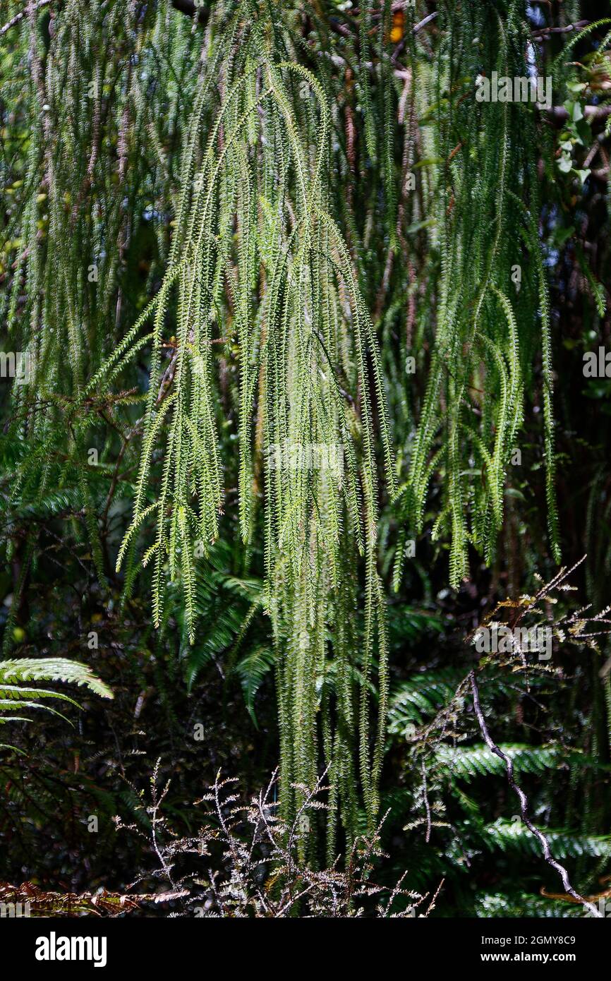 Albero ramo appeso, Foresta Fern; foresta palude, natura, primo piano, Piume, aghi corti, sempreverdi, torrente di nave; Haast, Nuova Zelanda Foto Stock