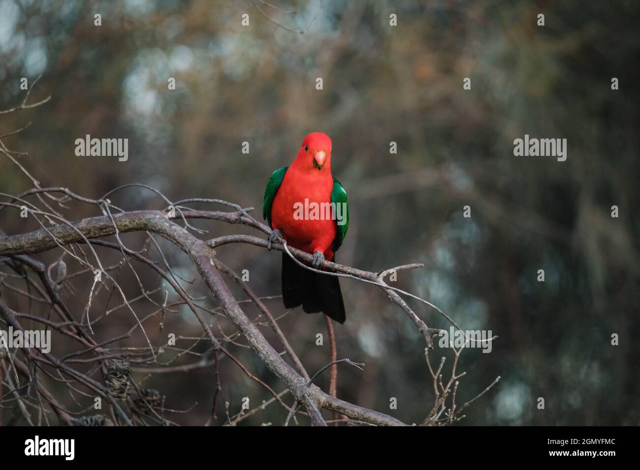 Pappagallo del re australiano arroccato nell'albero Foto Stock