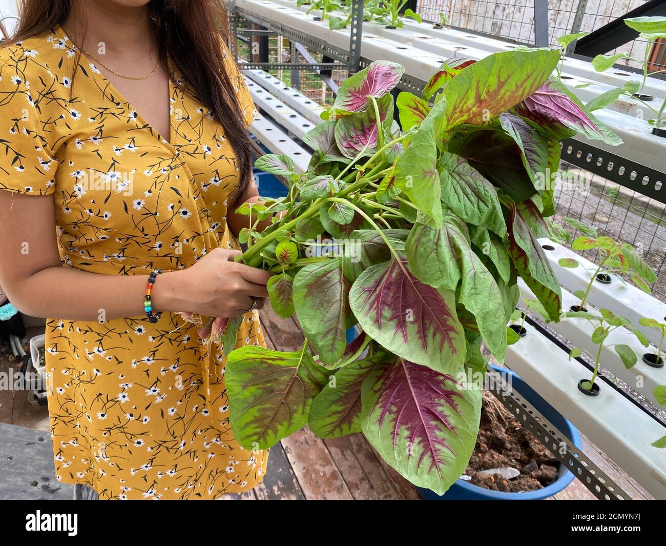 Una persona che detiene amaranth spinaci cinesi di recente allevamento utilizzando il sistema idroponico Foto Stock