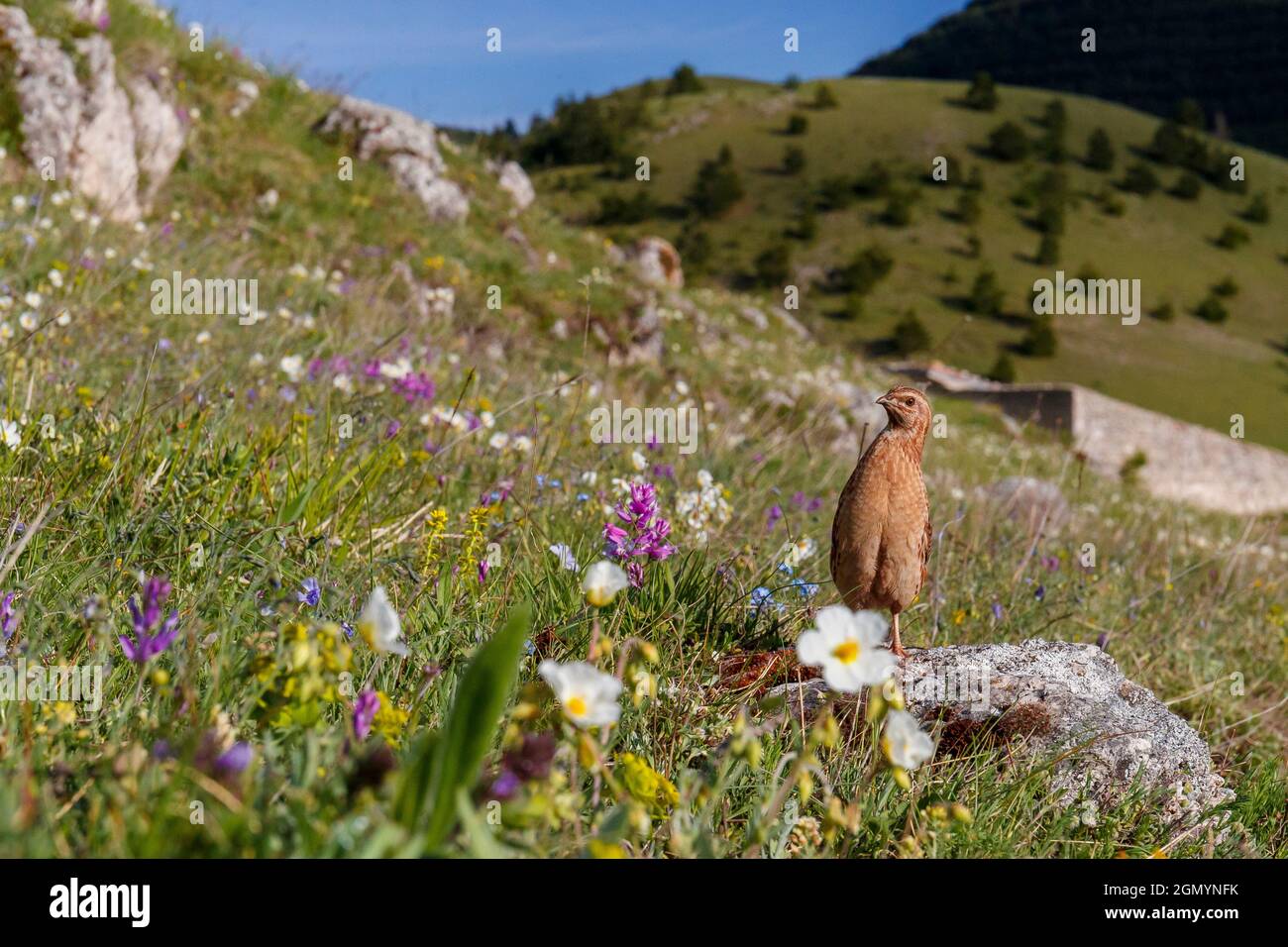 Quaglia comune (Coturnix coturnix), maschio adulto su un pendio di montagna, Abruzzo, Italia Foto Stock
