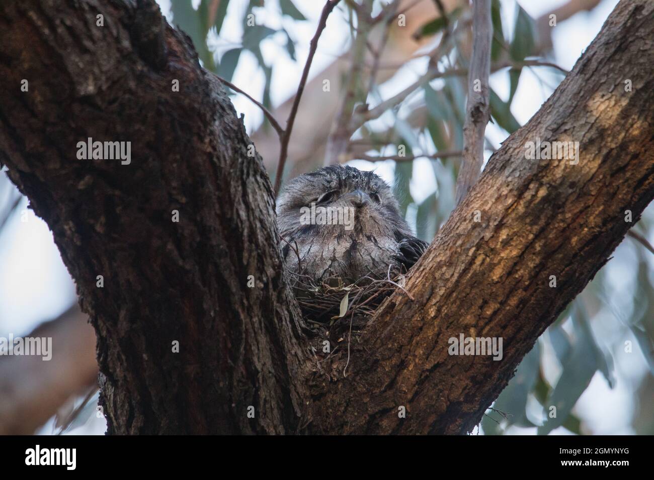 Frogmouth Tawny che riposa sul ramo dell'albero Foto Stock
