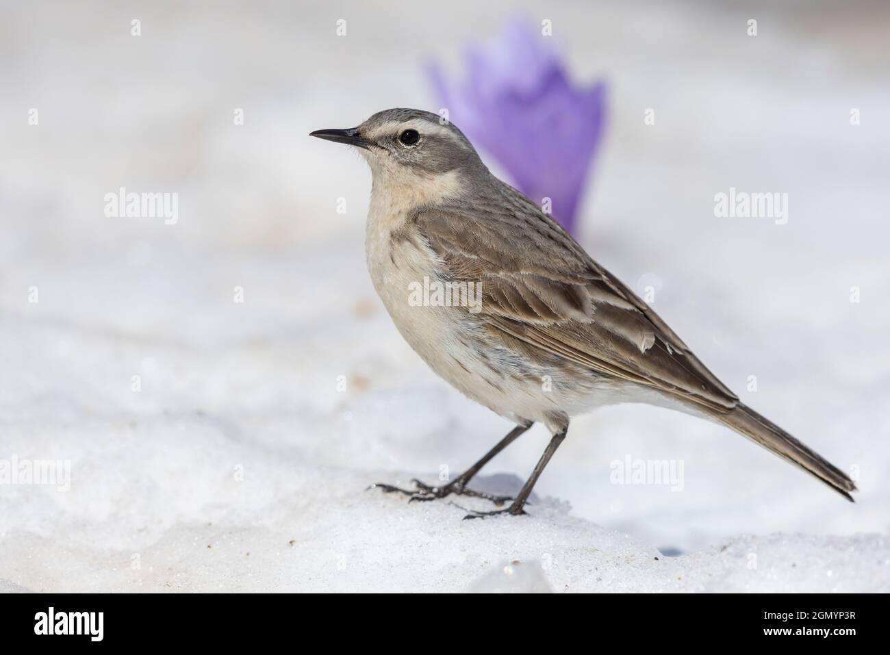 Water Pipit (Anthus spinoletta), vista laterale di un adulto in piedi sulla neve, Abruzzo, Italia Foto Stock