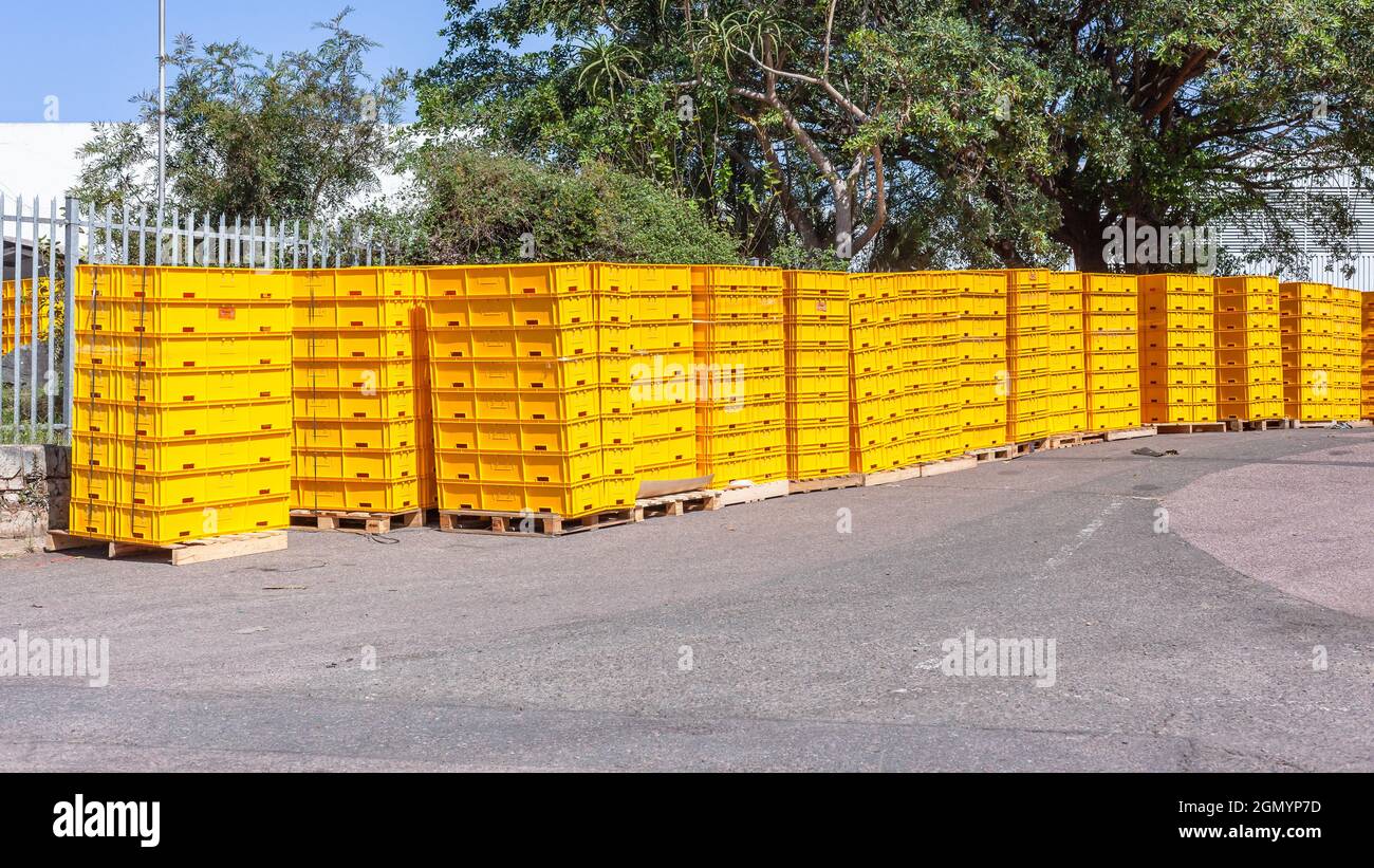 Dozzina di scatole di plastica gialle contenitori cassette staked all'aperto pronto per il trasporto. Foto Stock