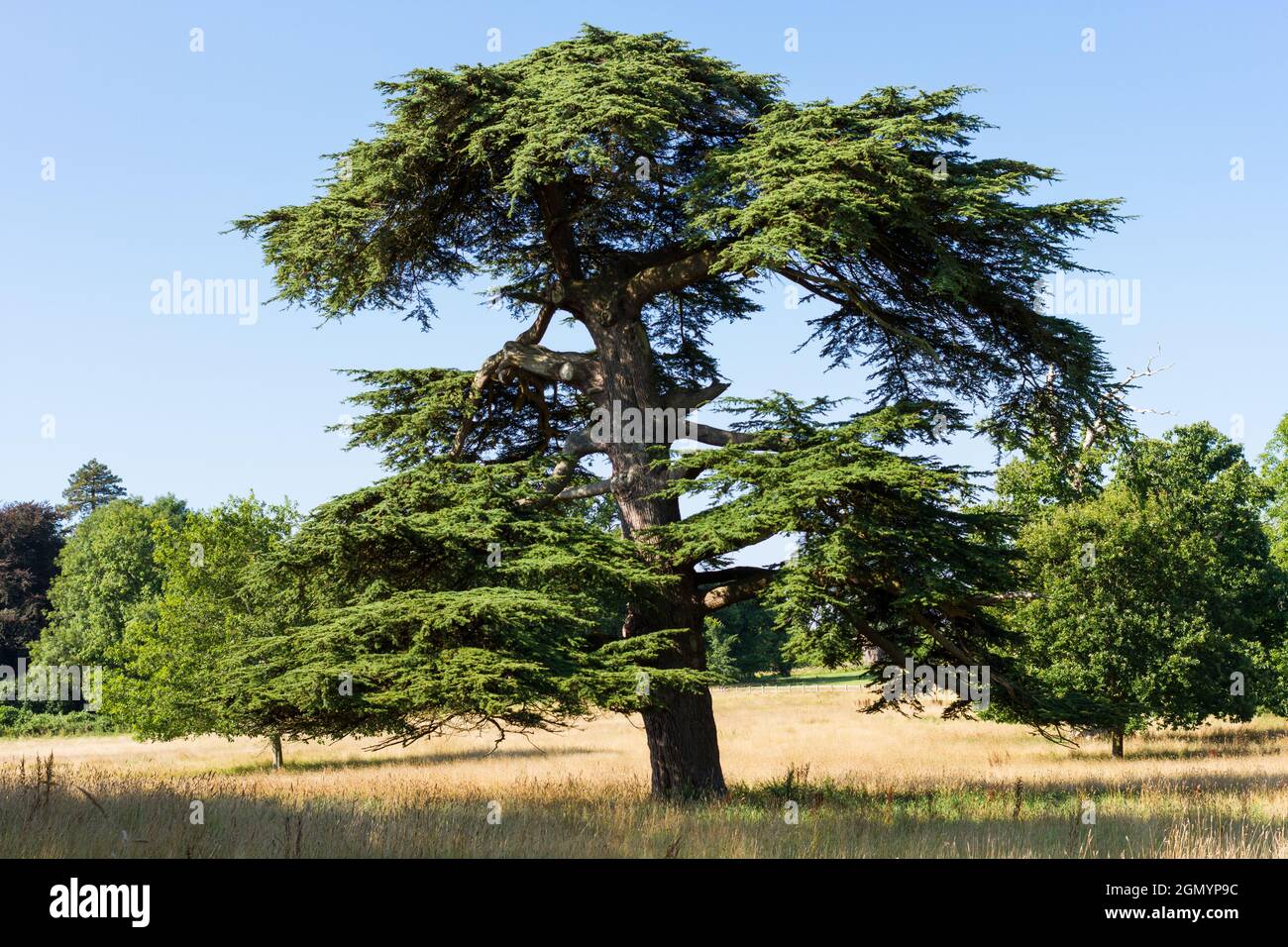 Albero di cedro al sole Foto Stock