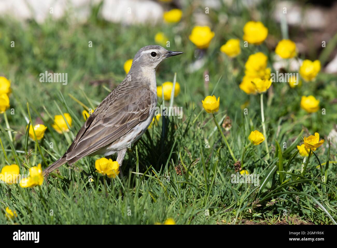 Water Pipit (Anthus spinoletta), vista laterale di un adulto in piedi sul terreno., Abruzzo, Italia Foto Stock