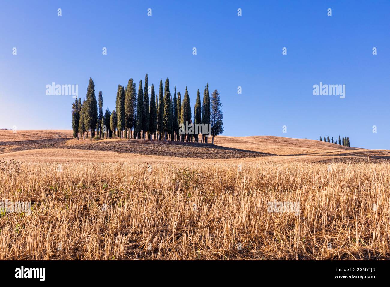 Boschetto di cipressi nei campi di grano e fiori di campo nei pressi di San Quirico, Toscana, Italia Foto Stock