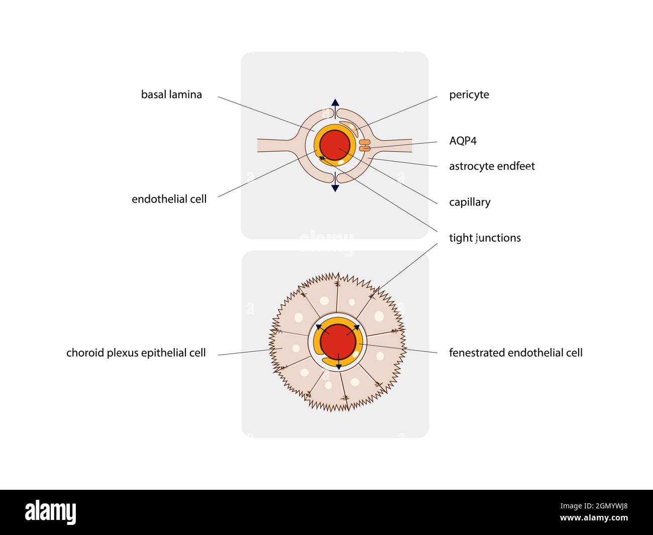 Astrociti. Diagramma schematico dell'unità neurogliovascolare. Tipi di cellule gliali come periciti e astrociti, grafica 2d, illustrazione Foto Stock
