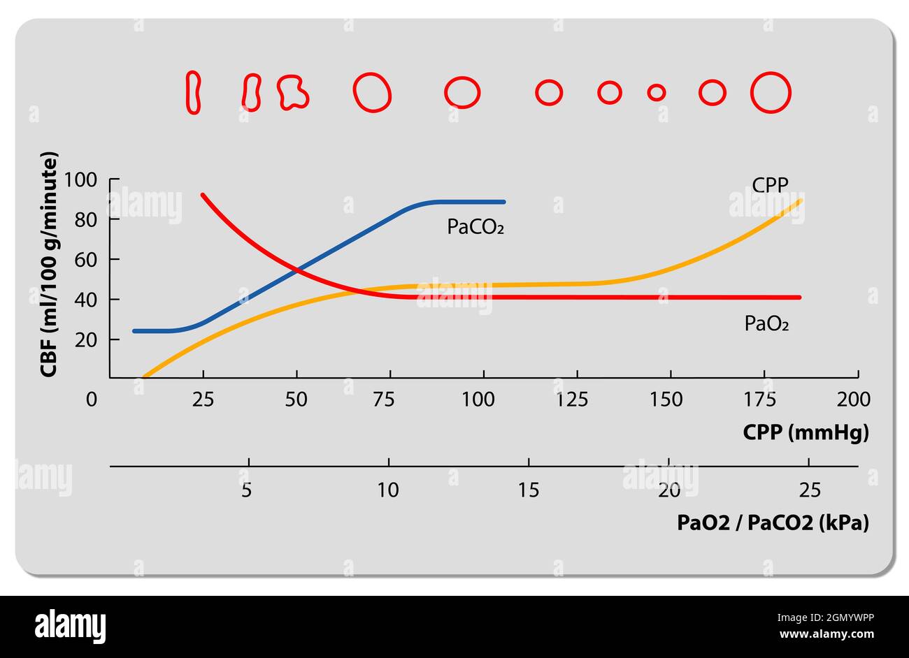 curva di autoregolazione pressione sanguigna, pressione parziale di ossigeno,  anidride carbonica nel sangue arterioso, grafica 2d, illustrazione Foto  stock - Alamy
