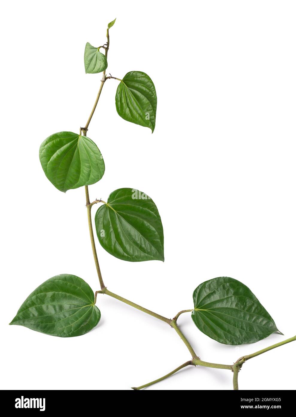 vite betel, sempreverde, pianta climber perenne, foglie sono per lo più consumate e tradizionalmente valutate erbe in india e sri lanka Foto Stock