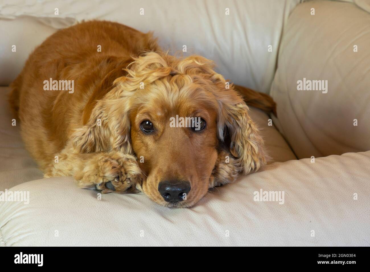 spaniel carino cocker con occhi tristi su una poltrona bianca in casa Foto Stock