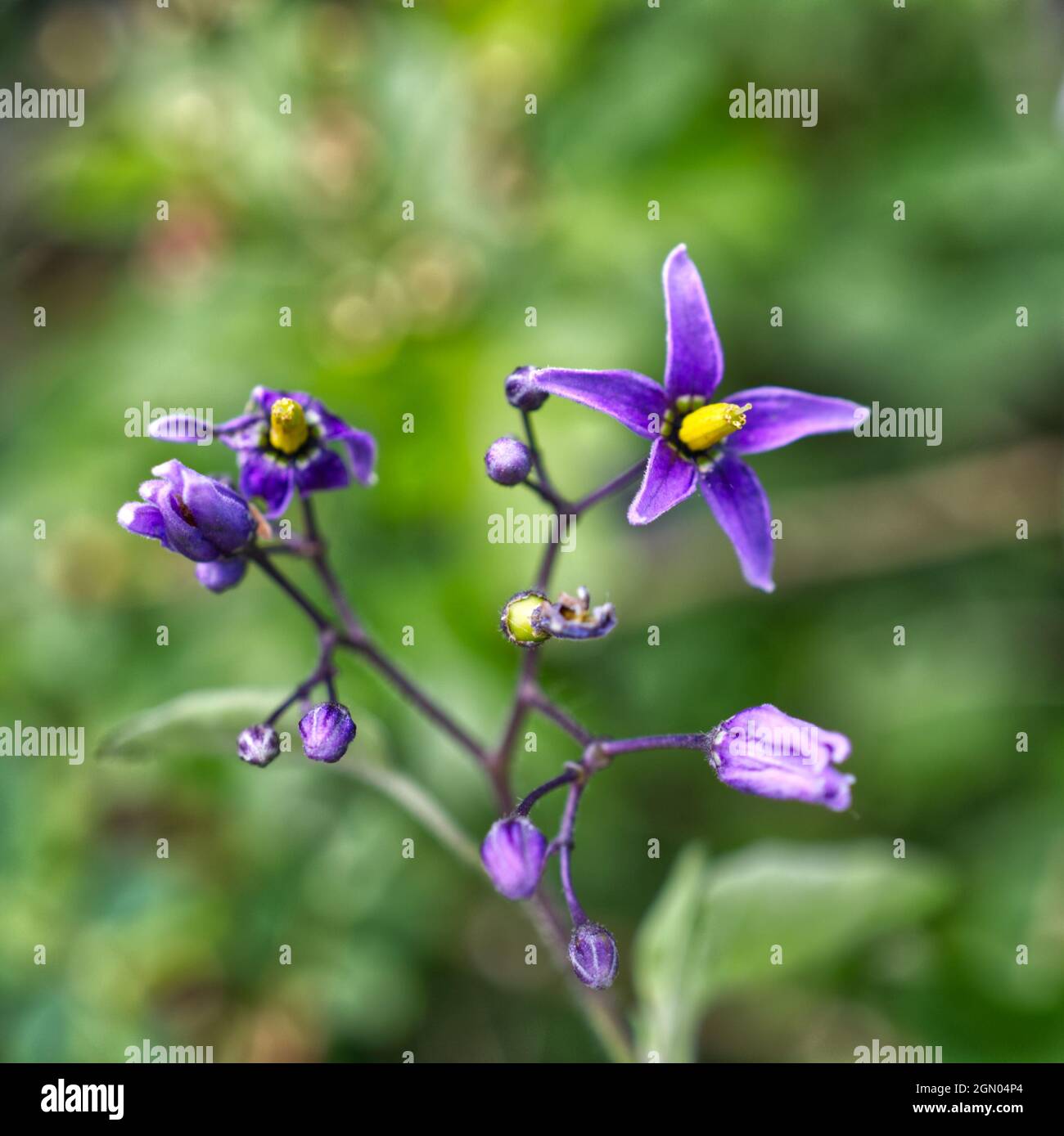 Solanum dulcamara Foto Stock
