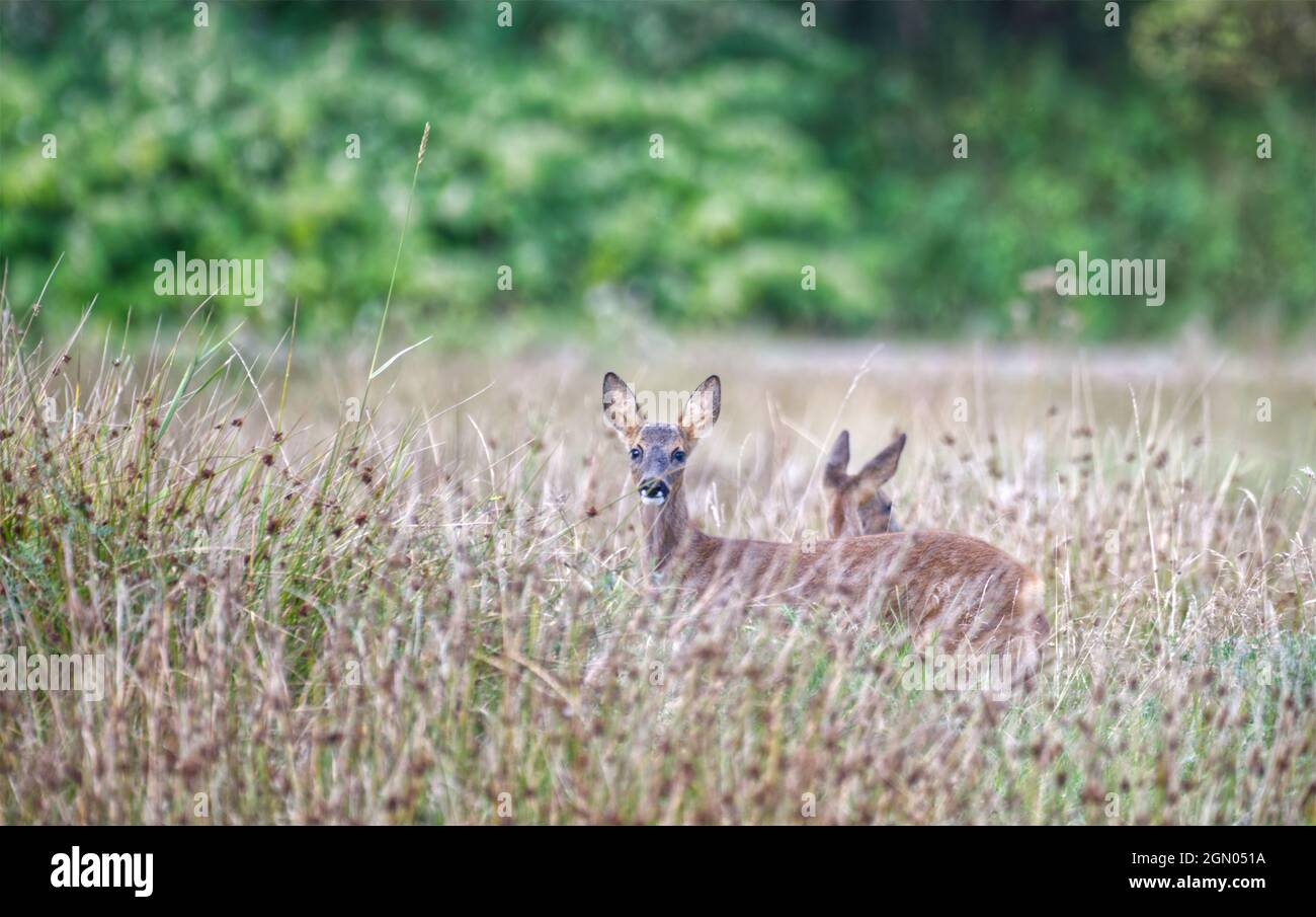 Capriolo Foto Stock