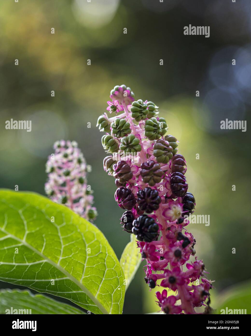 Phytolacca rugosa pianta che cresce in un giardino nel Regno Unito nel mese di settembre Foto Stock