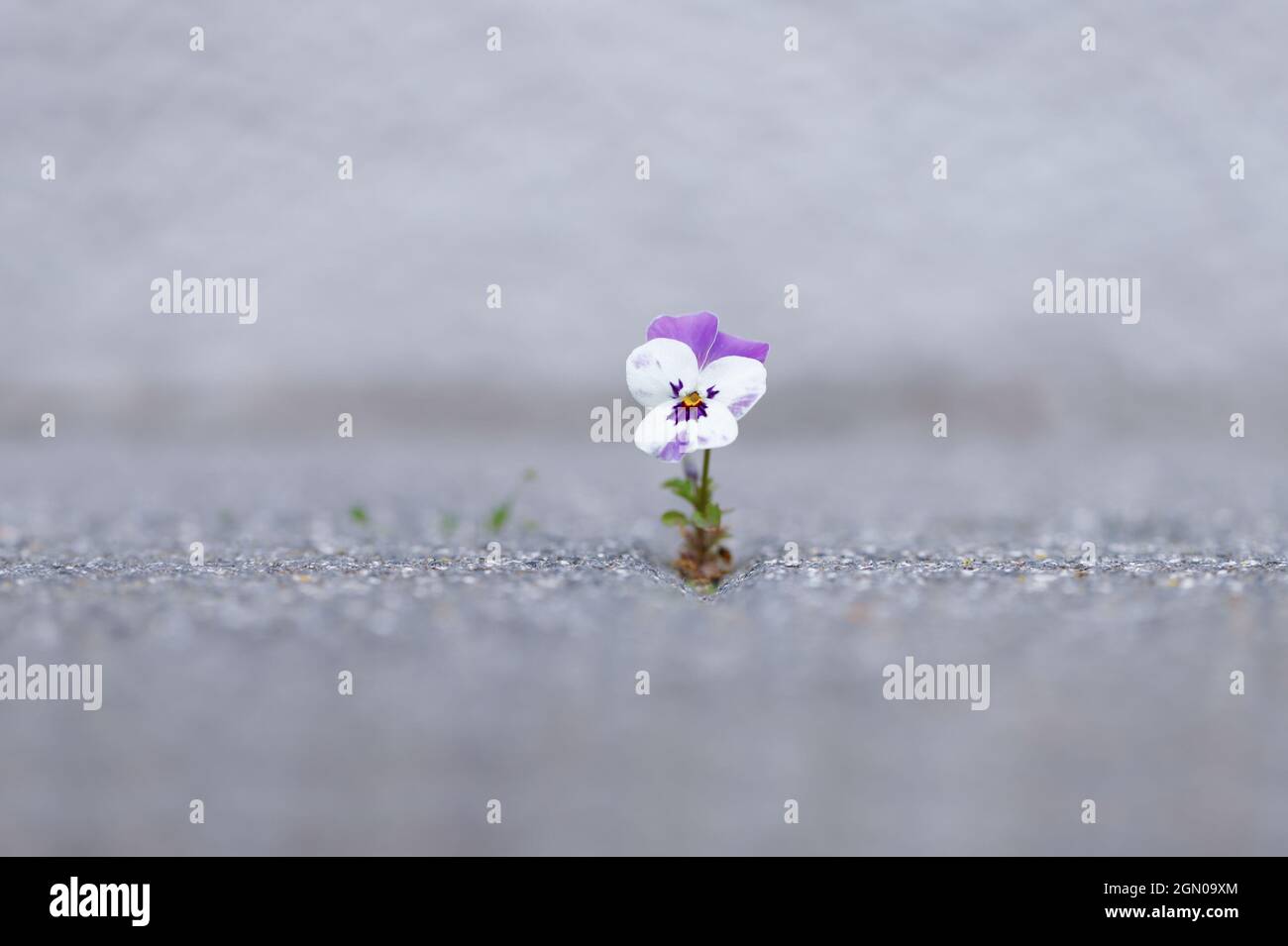 Simbolo di speranza. Un piccolo fiore cresce tra giunti di pietra. Foto Stock