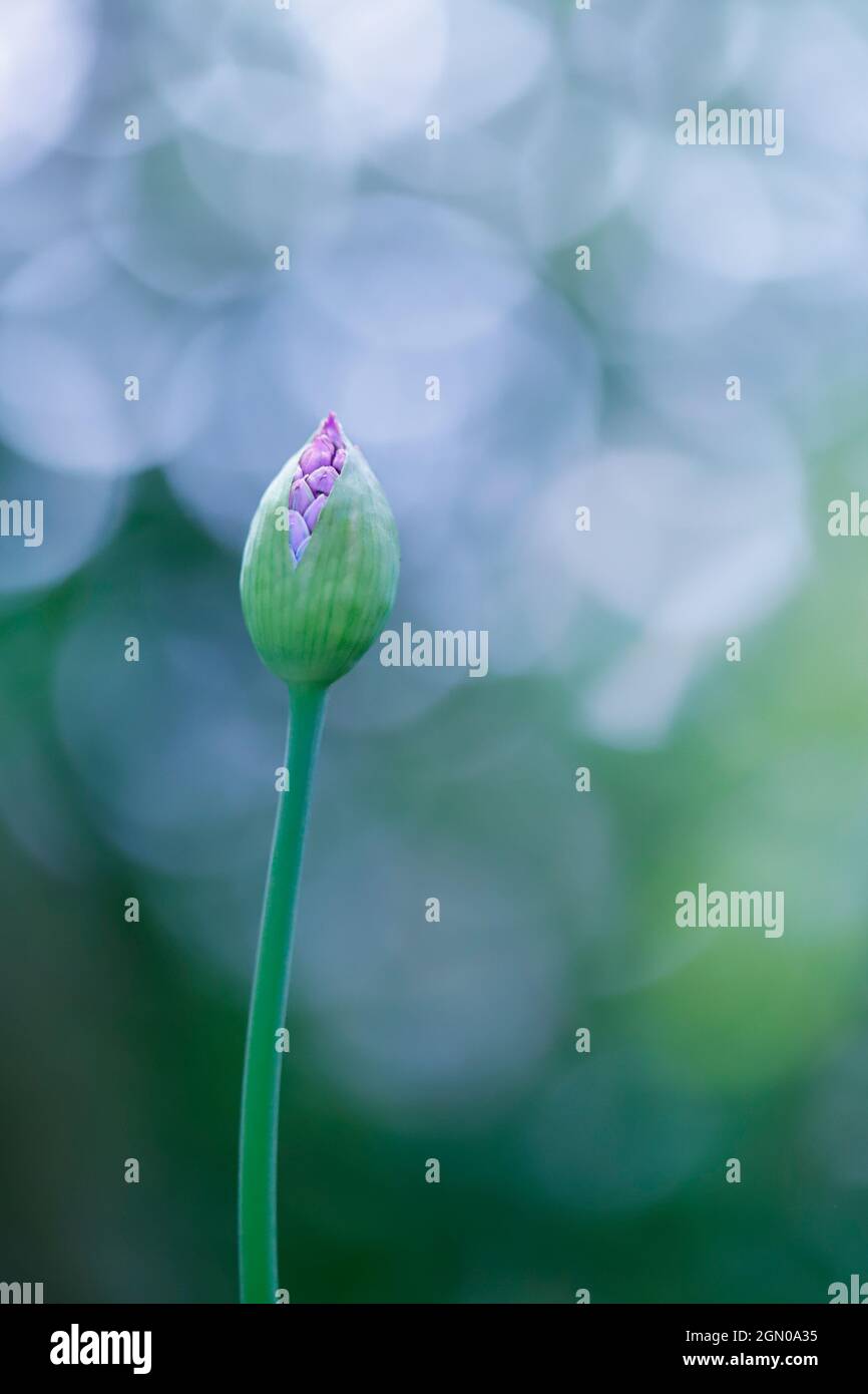 Allium fiore su uno sfondo verde sfocato Foto Stock