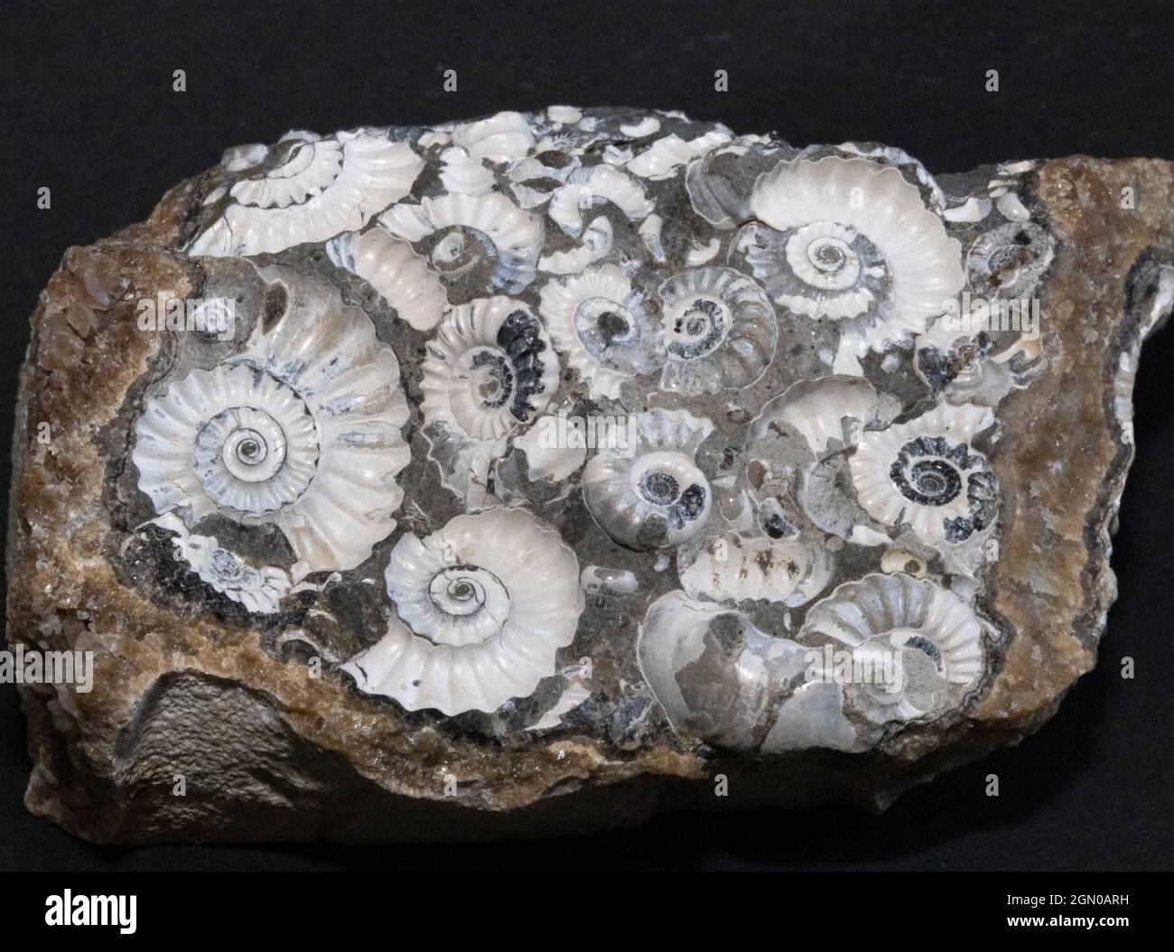 La concentrazione di questi Ammoniti Jurassic iniziali comuni sono i risultati sui die-off di massa da tempeste o fioritura tossica di alghe. T Foto Stock