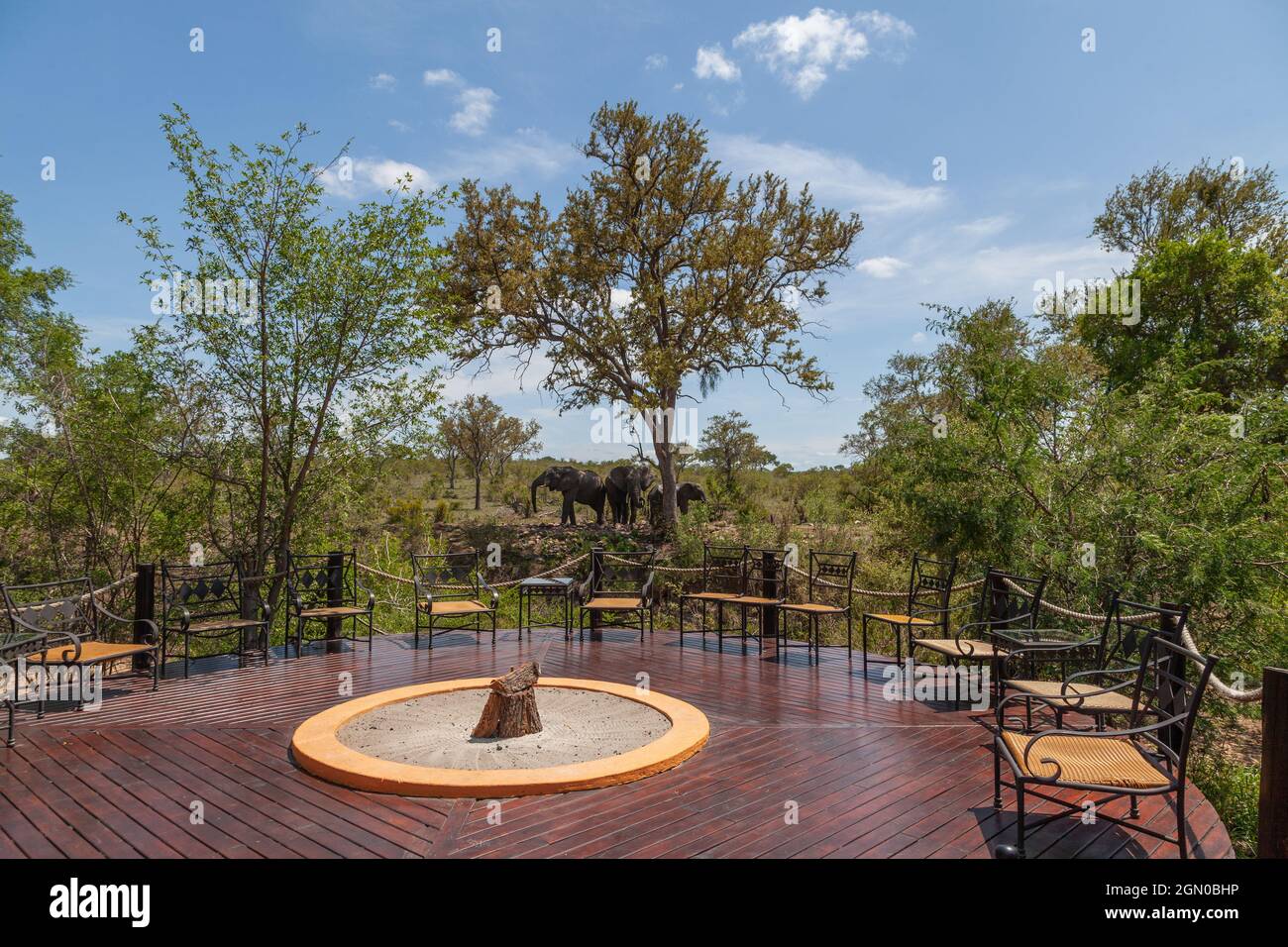 Elefante africano al buco di irrigazione. Safari in Sud Africa. Parco Nazionale di Kruger. Animale selvatico Foto Stock
