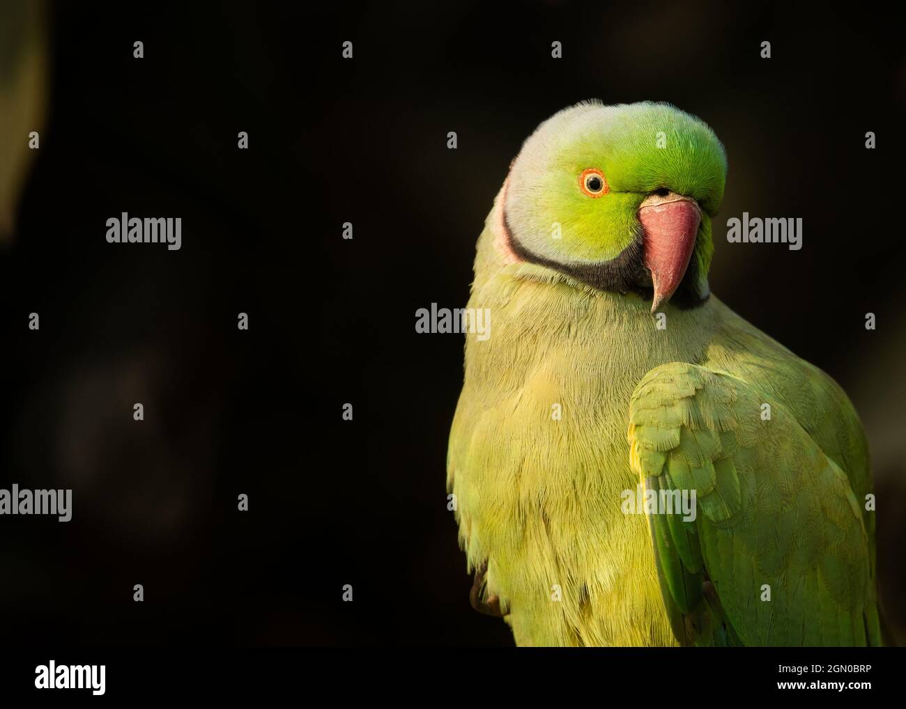 Rosa anellato pappagallo presto la mattina seduta in luce dorata Foto Stock