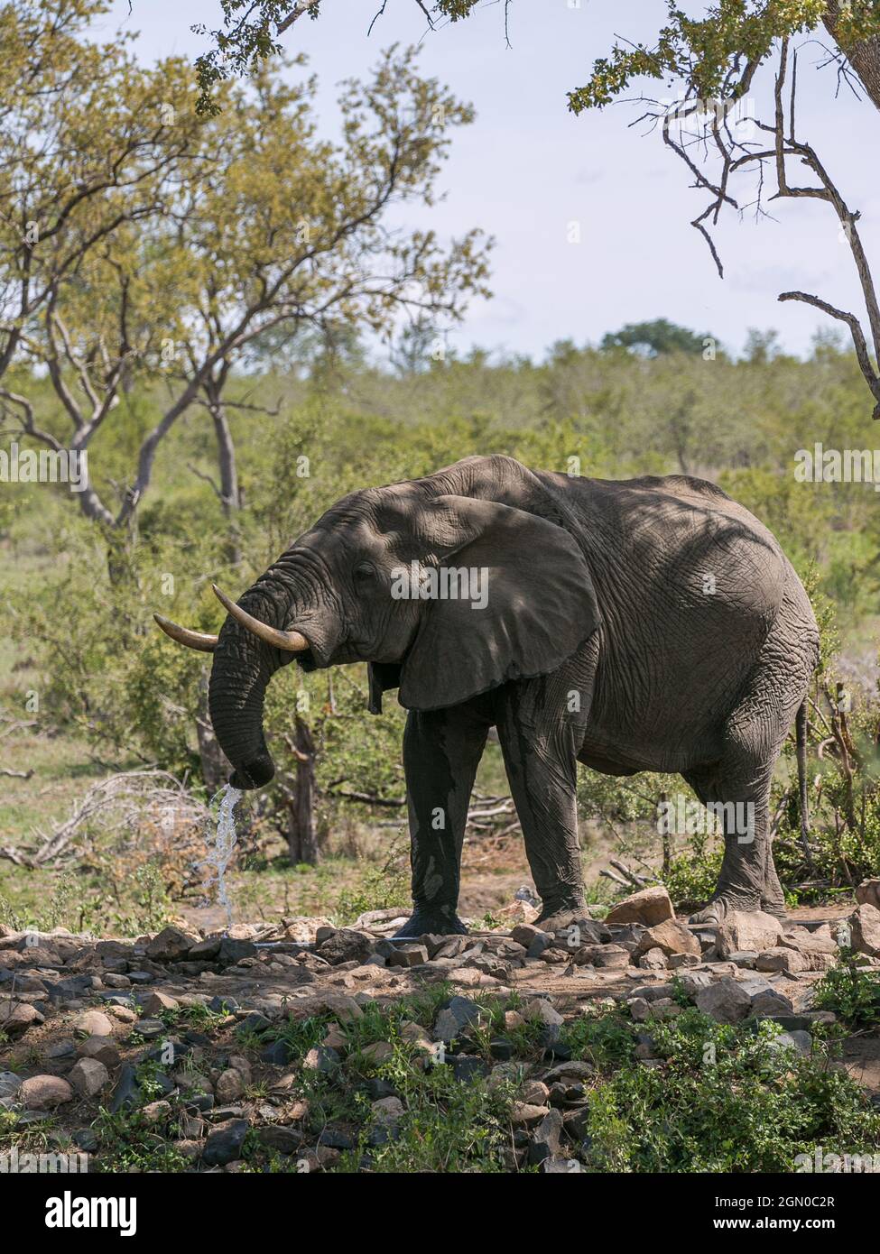 Elefante africano al buco di irrigazione. Safari in Sud Africa. Parco Nazionale di Kruger. Animale selvatico Foto Stock