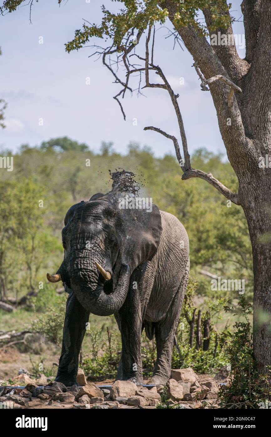 Elefante africano al buco di irrigazione. Safari in Sud Africa. Parco Nazionale di Kruger. Animale selvatico Foto Stock