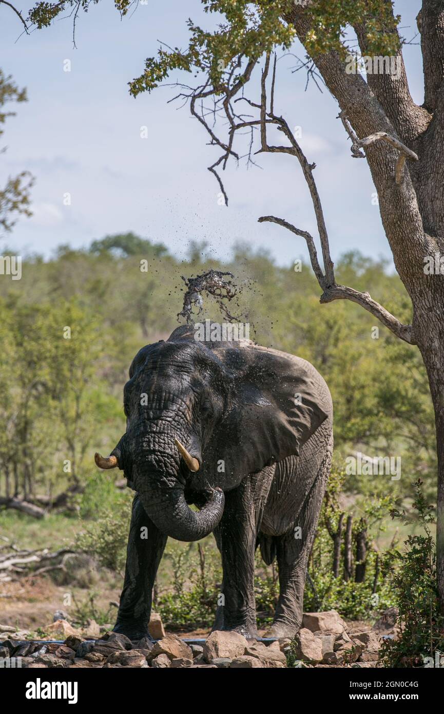 Elefante africano al buco di irrigazione. Safari in Sud Africa. Parco Nazionale di Kruger. Animale selvatico Foto Stock