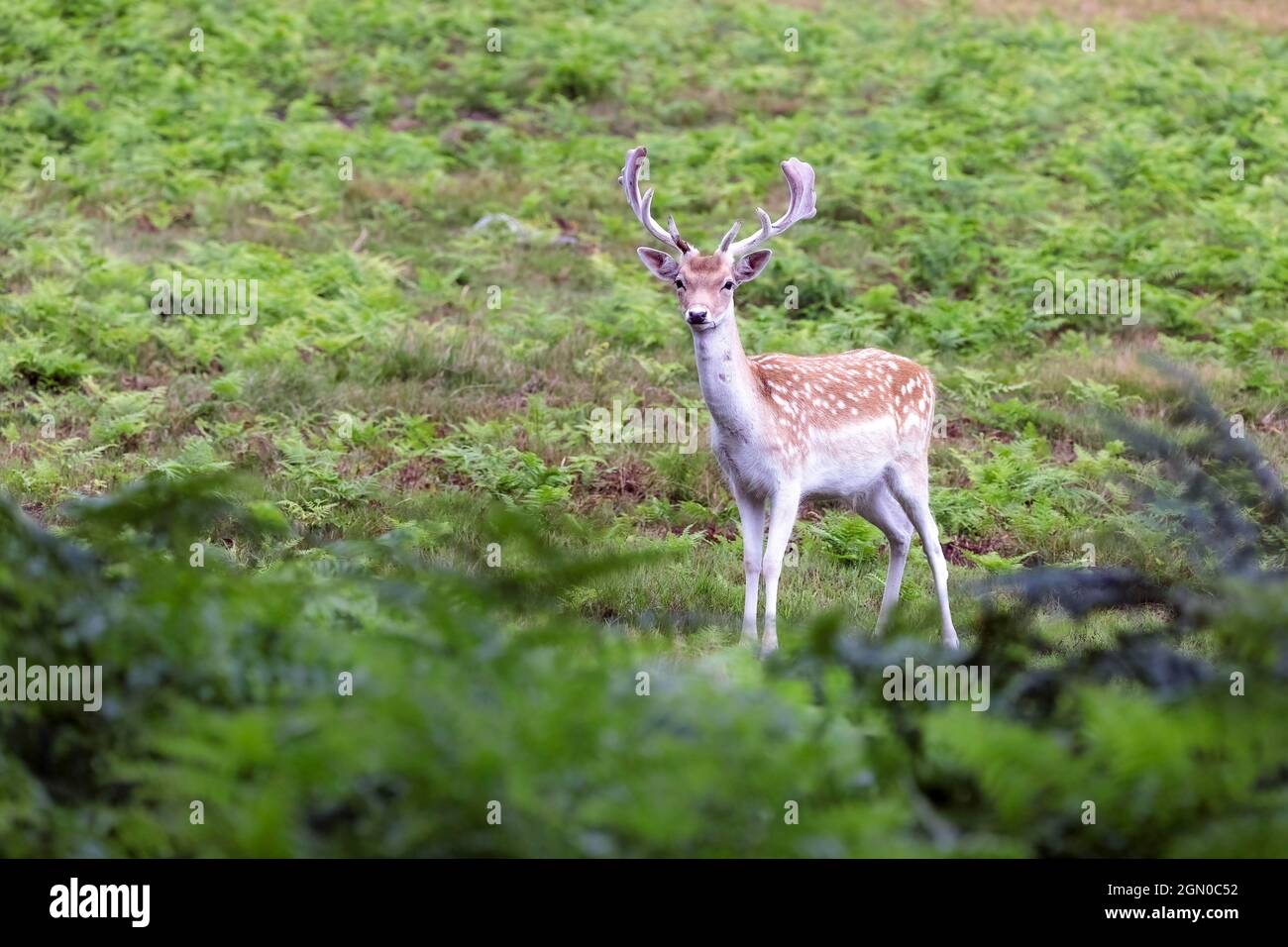 Giovane cervo stag (Cervus dama/Dama dama) con piccole formiche di velluto durante l'autunno, che conduce alla stagione rutting Foto Stock