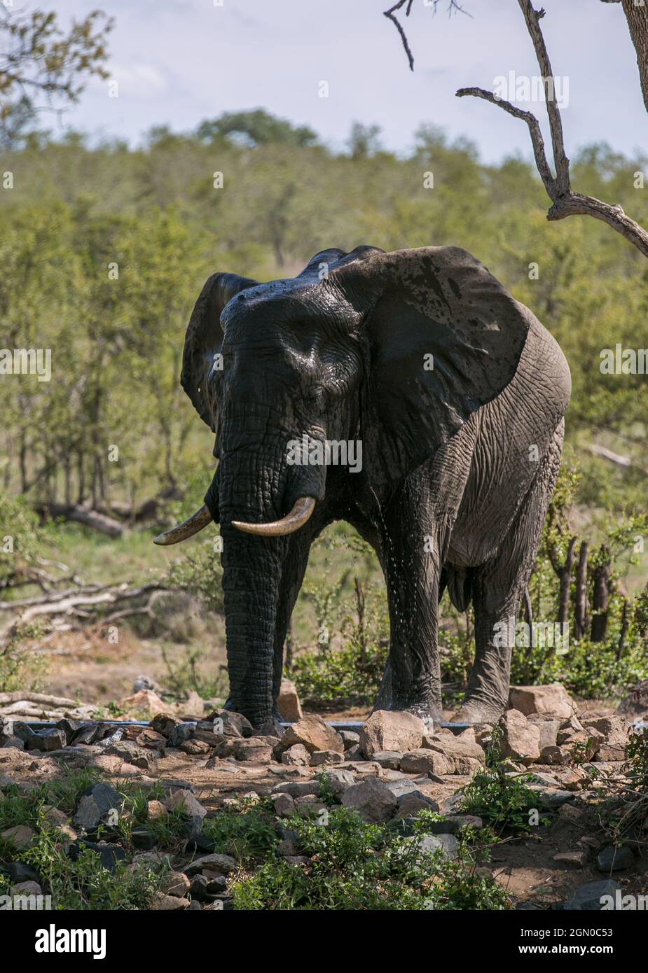 Elefante africano al buco di irrigazione. Safari in Sud Africa. Parco Nazionale di Kruger. Animale selvatico Foto Stock