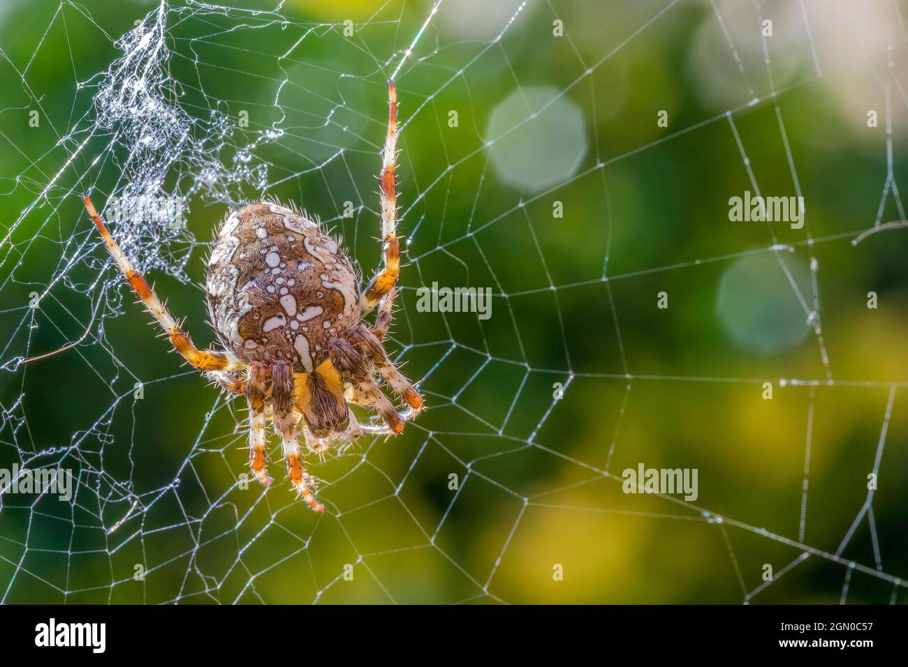 Garden Spider, Araneus diadematus su web retroilluminato dal sole, Regno Unito Foto Stock