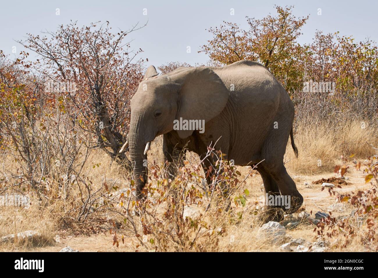 Un elefante africano (Loxodonta africana) che cammina attraverso la prateria a Etosha, Namibia, Africa meridionale. Foto Stock