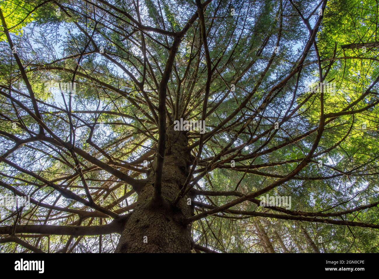 Vista dal basso nel baldacchino di un grande albero di conifere Foto Stock