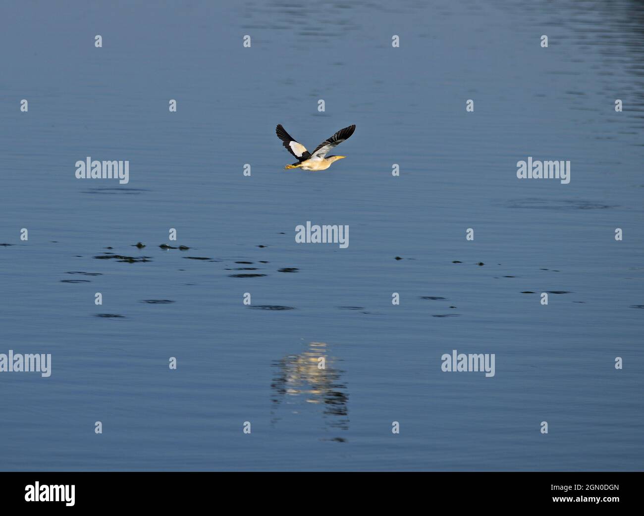 Comune piccolo bittero - Ixobrychus minutus Foto Stock