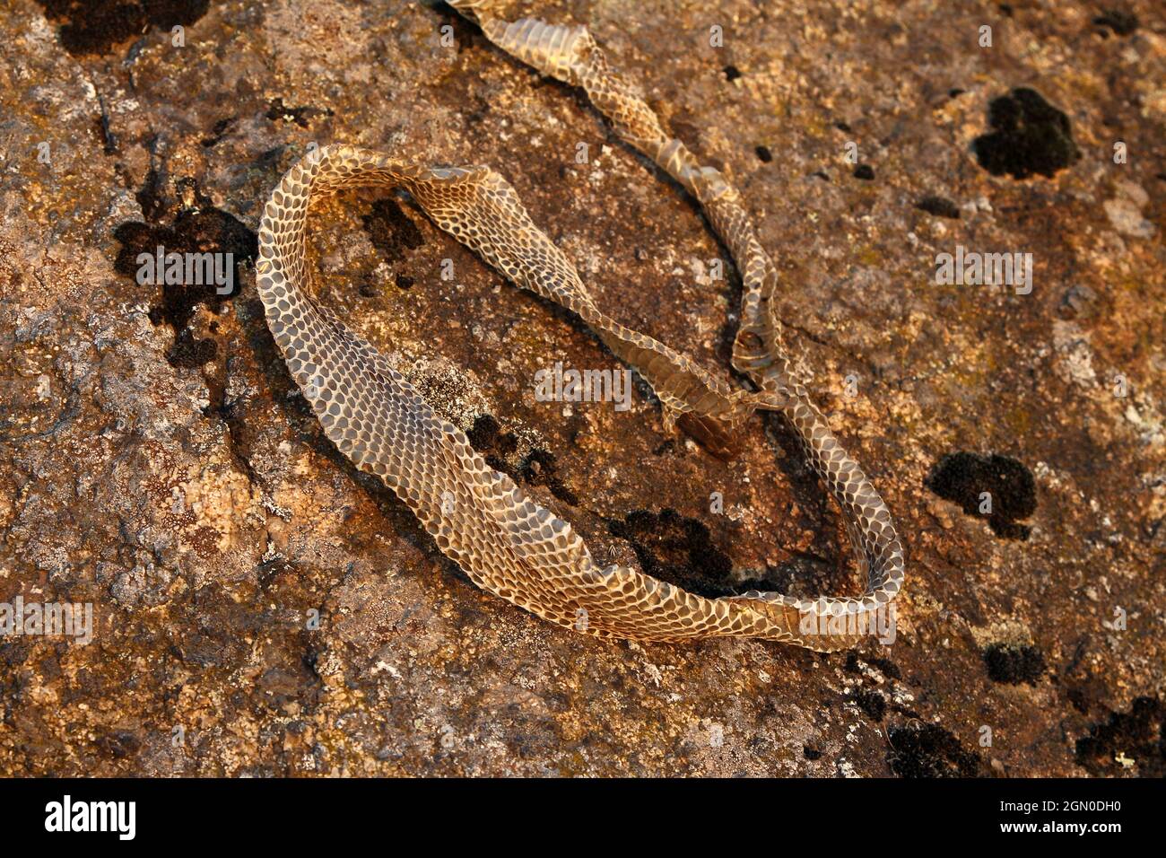 Pelle mollata di un serpente. Foto Stock