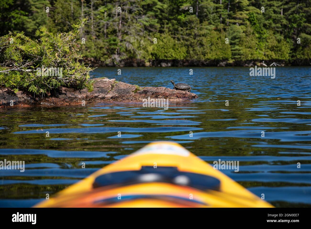 Punta di un kayak giallo con tartaruga che riposa sulla sporgenza al lago indiano, vicino Chaffey's Lock, Ontario, Canada, Nord America Foto Stock