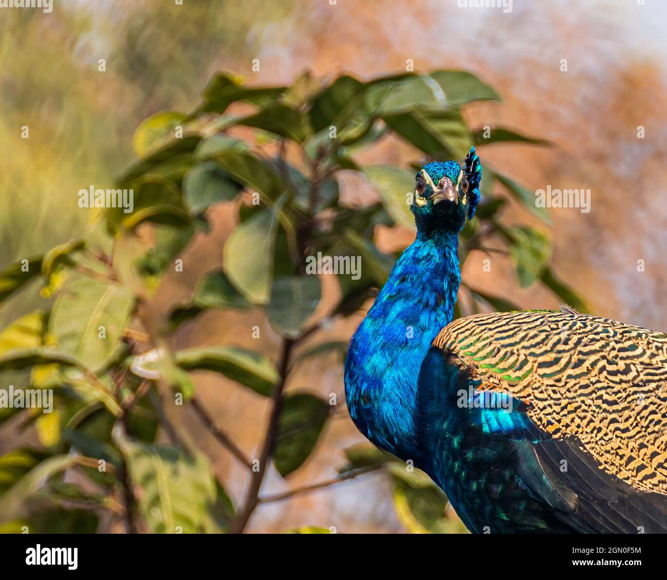 Peacock che ti guarda dall'albero Foto Stock