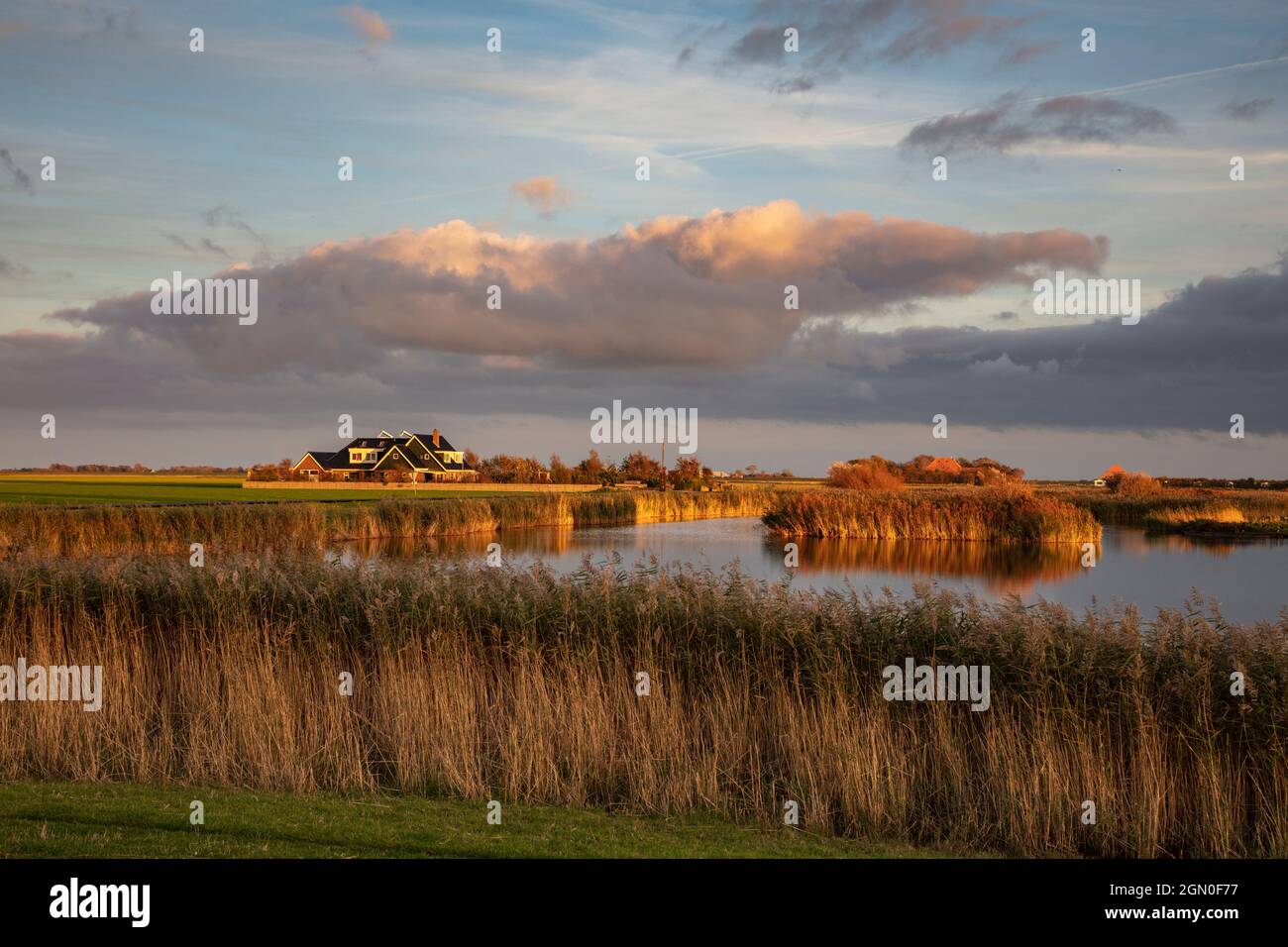 Canne sulla riva del lago e le nuvole nel tardo pomeriggio, vicino a Den Burg, Texel, Isole Frisie Occidentali, Frisia, Paesi Bassi, Europa Foto Stock