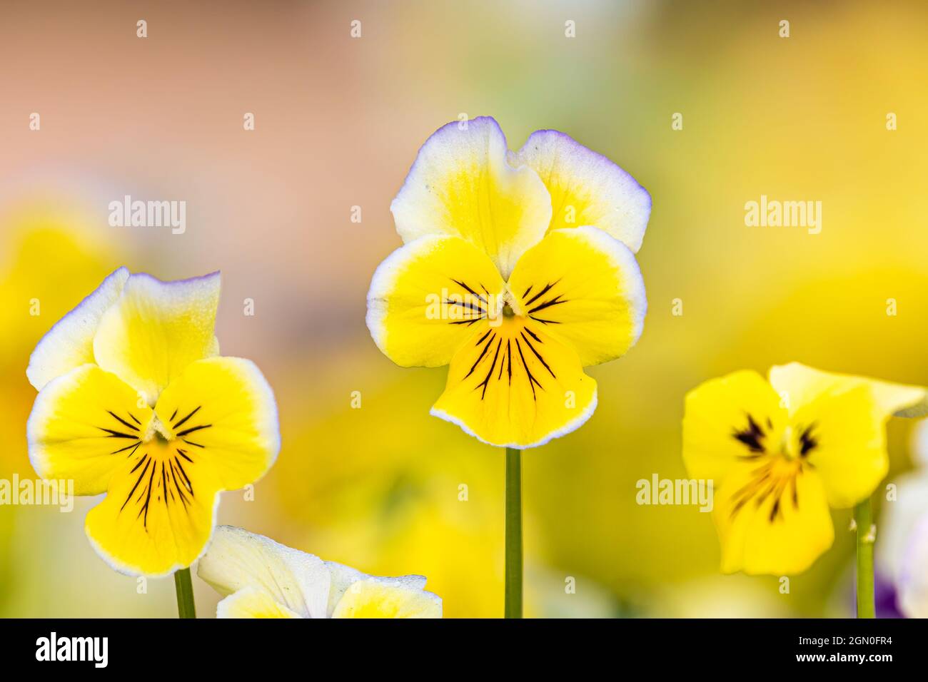 Fiori di Pansy corned in giardino Foto Stock