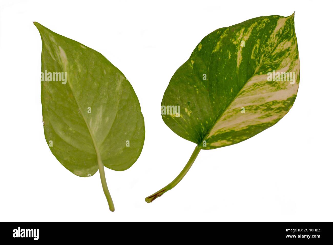 Le foglie di Money Plant guardano su e giù, isolate su sfondo bianco con percorso di ritaglio Foto Stock