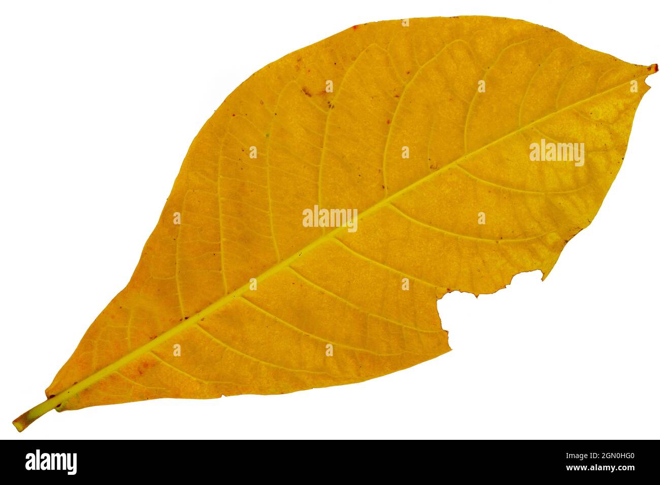 La vista dal basso delle foglie di mandorla di campagna caduto è arancione giallastro, isolato su sfondo bianco con sentiero di taglio Foto Stock