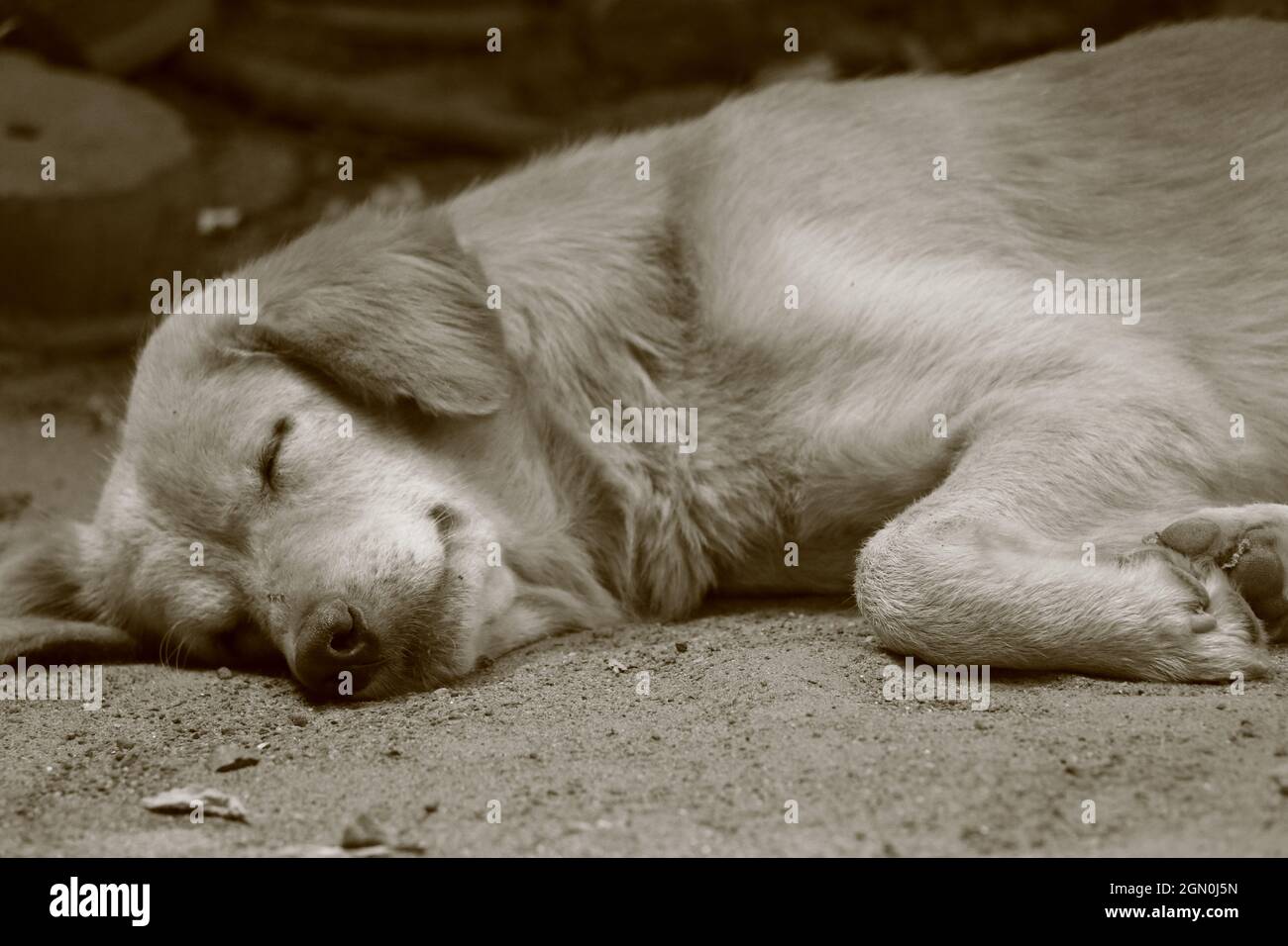 Un cucciolo carino nel sonno profondo sul pavimento. Foto Stock